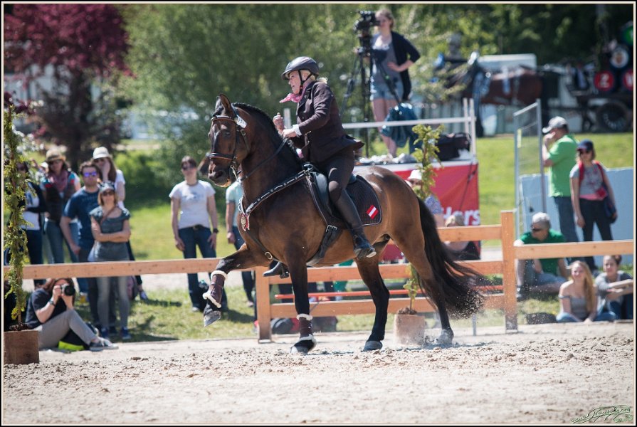Pferd International 061